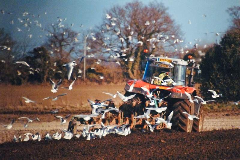 Gulls following the plough by Trevor Brundle.jpg